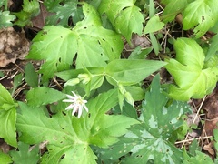 Stellaria corei