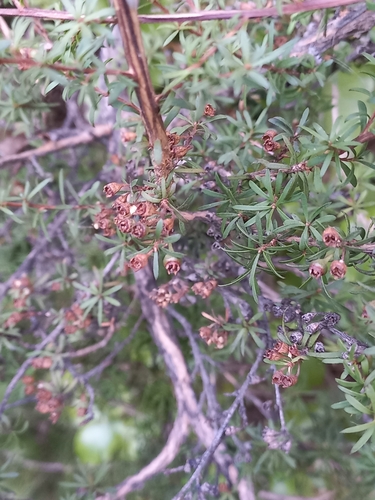 Image of Kunzea serotina by (c) Colin Meurk, some rights reserved (CC BY)