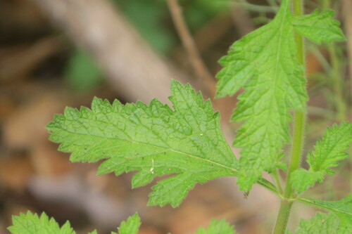 Vervain foliage