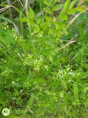 Ptilimnium capillaceum