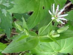 Stellaria corei