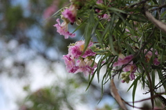 Chilopsis linearis