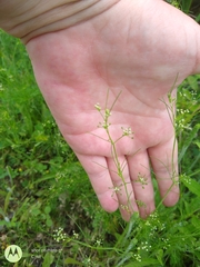 Ptilimnium capillaceum