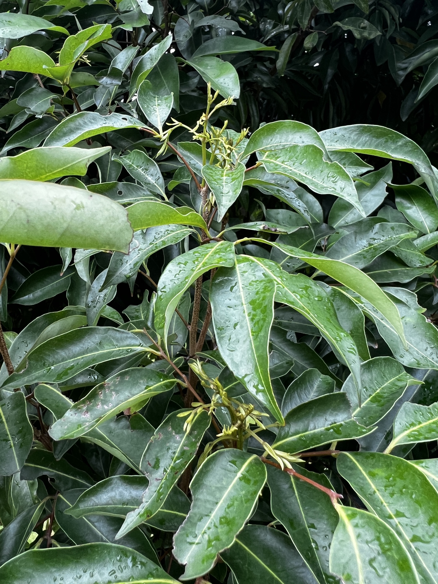 Imagem de Lichia