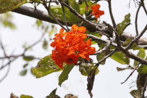 Cordia image