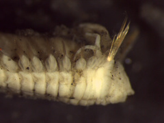 Ampharetidae
