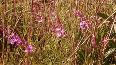 Polygala polygama