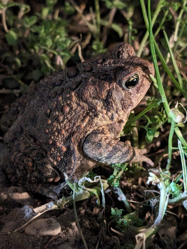 American Toad from Westside Connection, Grand Rapids, MI, USA on April ...