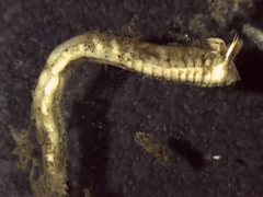 Ampharetidae