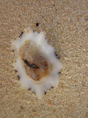 Patelloida saccharina