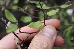 Olearia fragrantissima