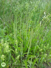 Plantago