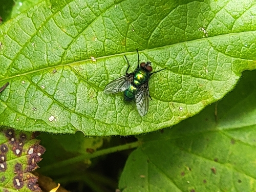 Lucilia elongata