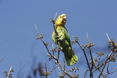 Amazona oratrix tresmariae