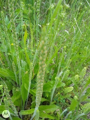 Plantago