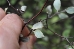 Olearia fragrantissima