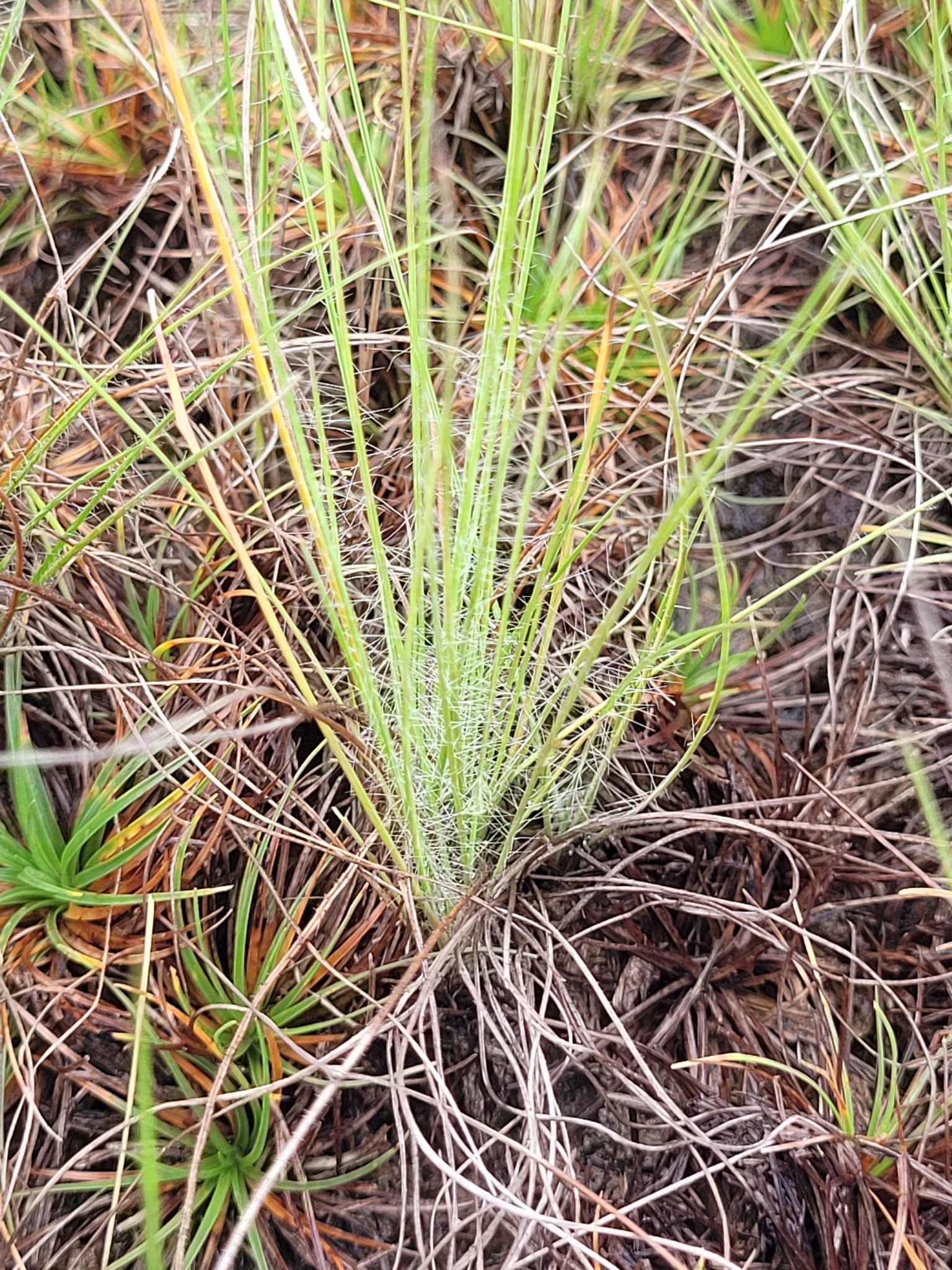 Paspalum pulchellum