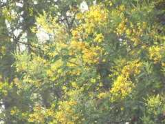 Acacia dealbata dealbata