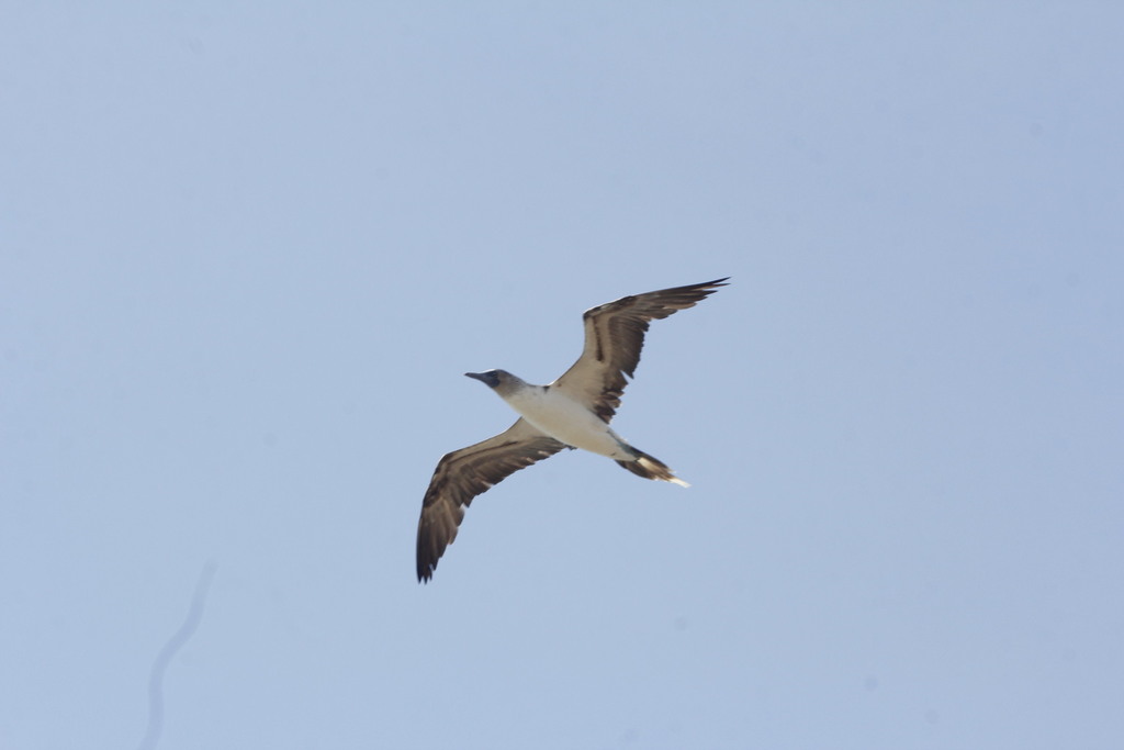 Mainland Blue-footed Booby