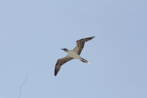 Mainland Blue-footed Booby
