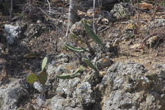 Stenocereus standleyi