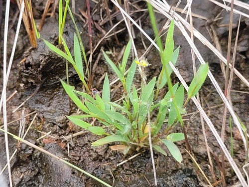 Trichanthecium micranthum