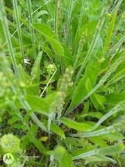 Plantago