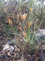 Tagetes foetidissima