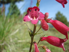 Penstemon hartwegii