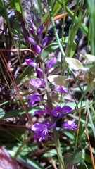 Polygala polygama