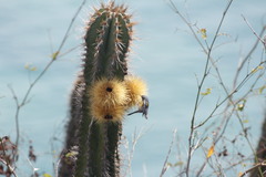 Setophaga pitiayumi insularis