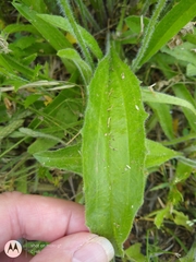 Plantago