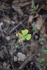 Oxalis tetraphylla
