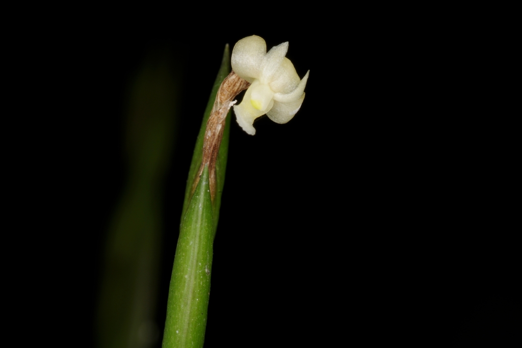 Dendrobium aloifolium from Jurong East, Singapore on April 27, 2024 at ...