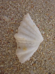 Hippopus hippopus