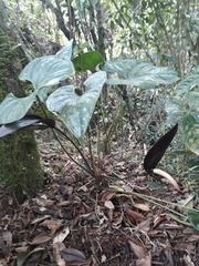 Anthurium caramantae