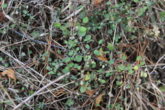 Chenopodium allanii