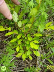 Ulmus crassifolia