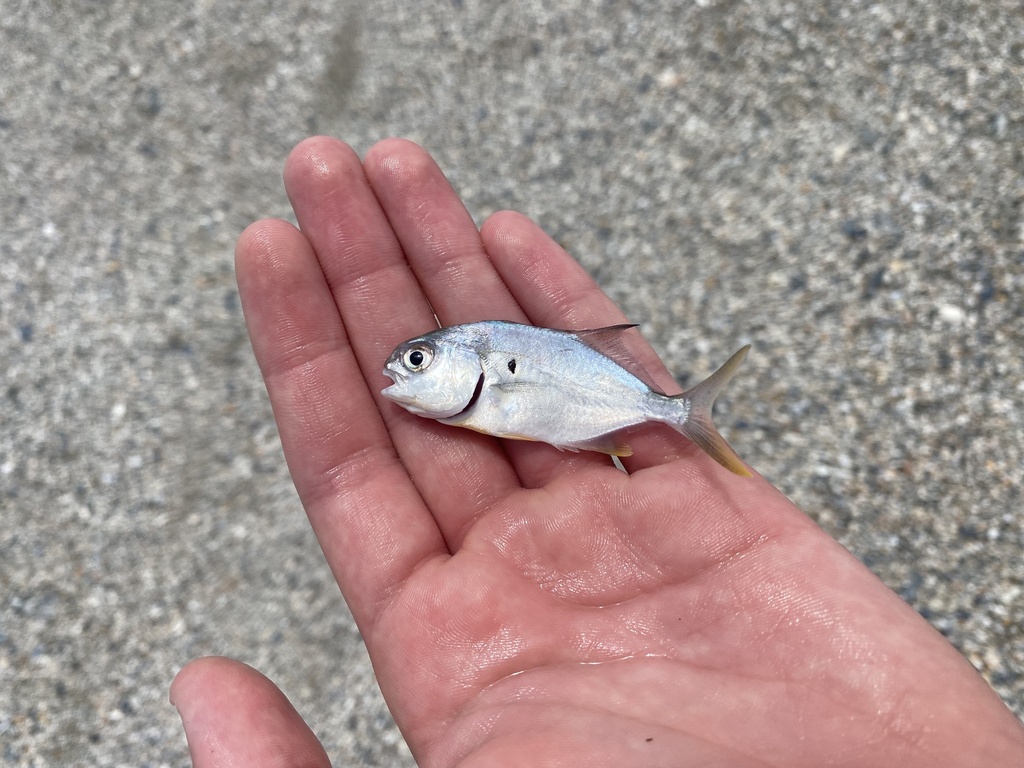 Florida Pompano from North Atlantic Ocean, Isle of Palms, SC, US on ...