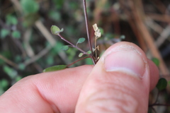Chenopodium allanii