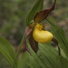 Cypripedium parviflorum pubescens