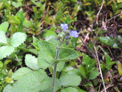 Salvia palifolia