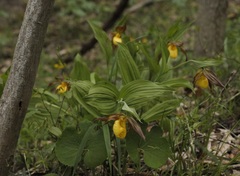 Cypripedium parviflorum pubescens