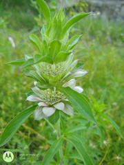 Monarda citriodora