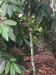 Saguinus fuscicollis