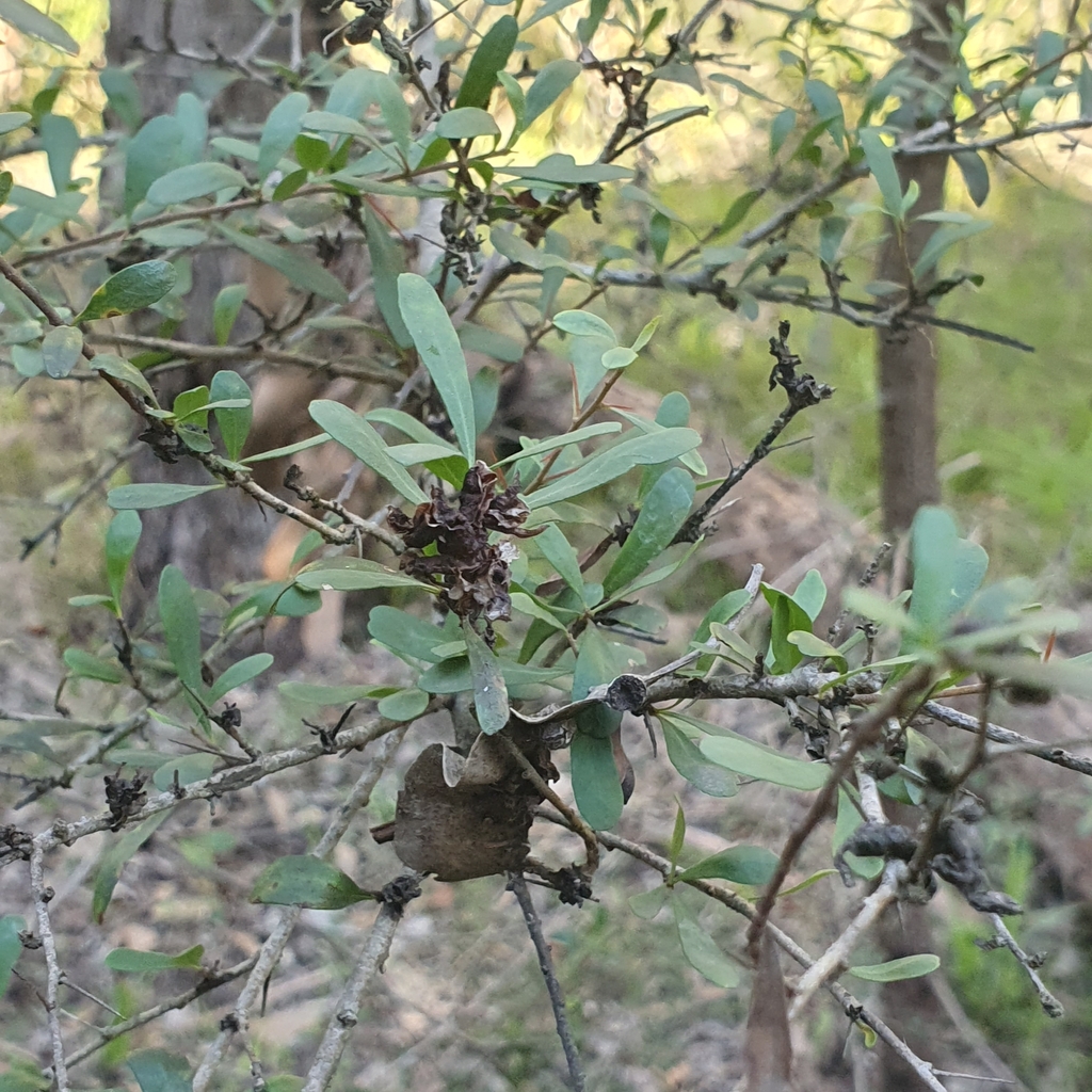 Australian Blackthorn from Bellbird Dell Reserve/George Rd, Vermont ...