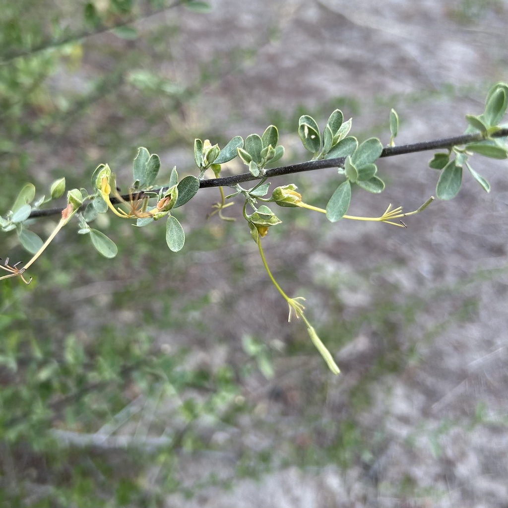 Grey-leaved wormbush (Cadaba termitaria)