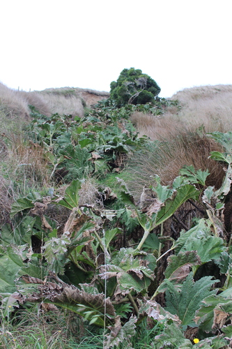Gunnera tinctoria