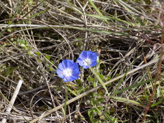 Evolvulus bogotensis