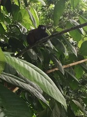 Saguinus fuscicollis